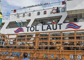 Sangat Membantu, Kapal Camara Nusantara Kirim 49.057 Sapi