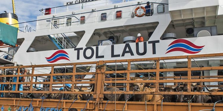 Sangat Membantu, Kapal Camara Nusantara Kirim 49.057 Sapi