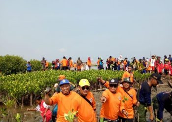 INSA Semarang Tanam 1.000 Mangrove