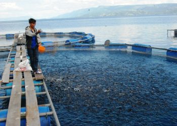 Budidaya Ikan dengan Teknologi KJA Berkembang Pesat