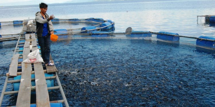 Budidaya Ikan dengan Teknologi KJA Berkembang Pesat