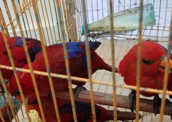 Bea Cukai Belawan Gagalkan Penyelundupan Satwa Dilindungi