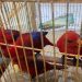 Bea Cukai Belawan Gagalkan Penyelundupan Satwa Dilindungi