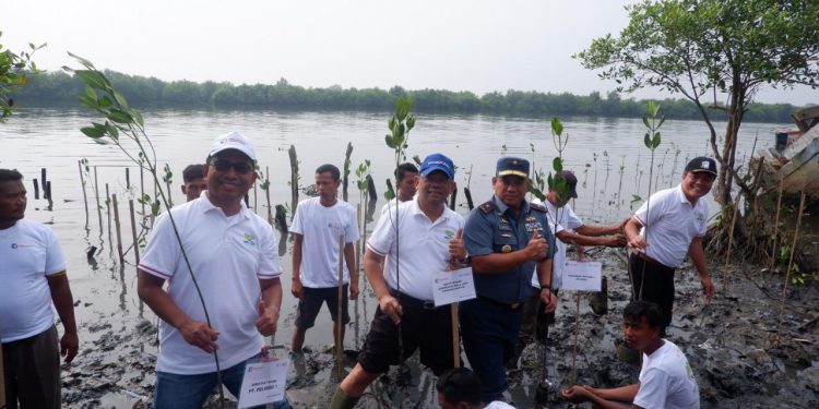 Kemenko Maritim-Pelindo I Tanam Mangrove