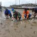 Batulicin Gerakkan Tanam Mangrove