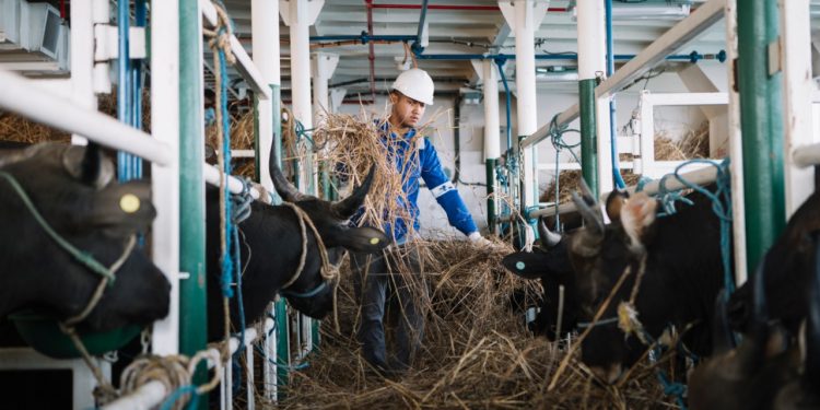 4 Tahun Tol Laut, Pelni Angkut 40 Ribu Lebih Sapi ke Jakarta