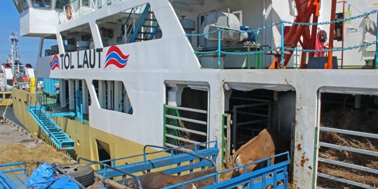 Pasokan Sapi ke Jakarta Aman, KM Camara Nusantara Siap Mengantarnya