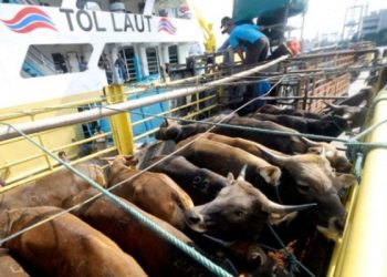 Soal Mekanisme Pengiriman Sapi Bukan Ranahnya Hubla