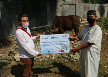 IPC Salurkan 290 Sapi Kurban, Bagian Dari Akhlak