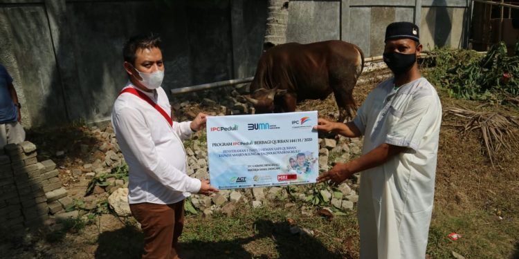 IPC Salurkan 290 Sapi Kurban, Bagian Dari Akhlak