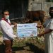 IPC Salurkan 290 Sapi Kurban, Bagian Dari Akhlak