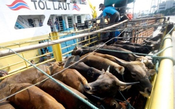 Jelang Idul Adha, Kapal Angkut Sapi Meningkat