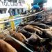 Jelang Idul Adha, Kapal Angkut Sapi Meningkat