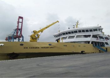 Gunakan Kapal Tol Laut, 550 Sapi Asal Kupang Tiba di Dumai