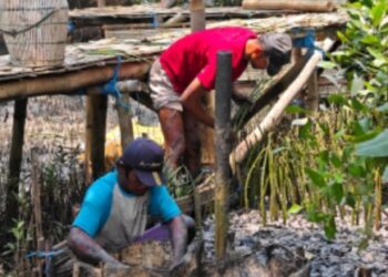 TPS Siapkan 10 Ribu Bibit Mangrove, Perkuat Ekosistem Pesisir