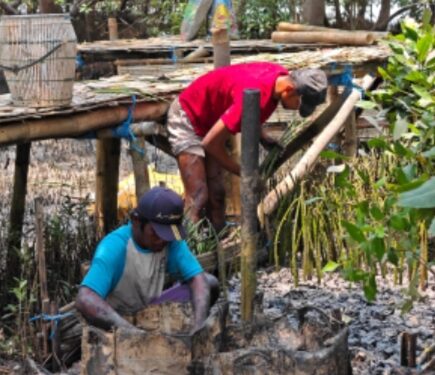 TPS Siapkan 10 Ribu Bibit Mangrove, Perkuat Ekosistem Pesisir