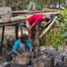 TPS Siapkan 10 Ribu Bibit Mangrove, Perkuat Ekosistem Pesisir