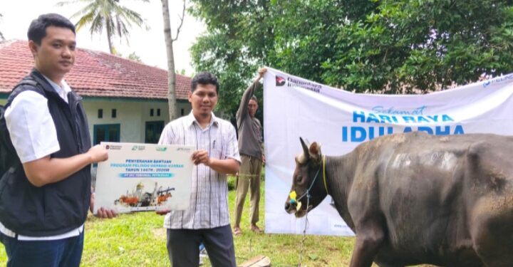 Sebanyak 26 Hewan Korban IPC TPK Disalurkan ke Masyarakat di Wilayah Operasionalnya