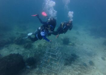 Jaga Ekosistem Laut Indonesia, ASDP Perkuat Konservasi Terumbu Karang di Pesisir Bau-bau