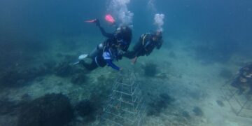 Jaga Ekosistem Laut Indonesia, ASDP Perkuat Konservasi Terumbu Karang di Pesisir Bau-bau